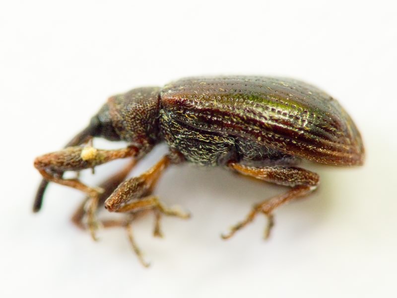 Anthonomus Germar, 1817